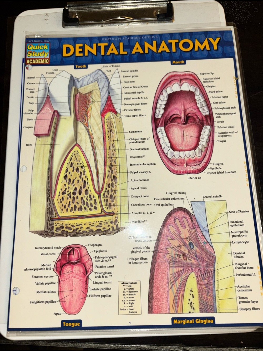 Laminated Dental Anatomy quick guide